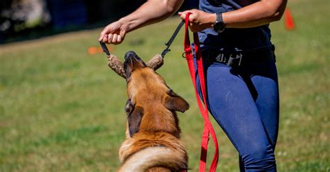 Positive reinforcement We only use reward-based, scientifically-proven training methods. . Aggressive dog training long island